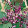 (B) Hyacinth Bean seeds (5s) (413881) Image 3