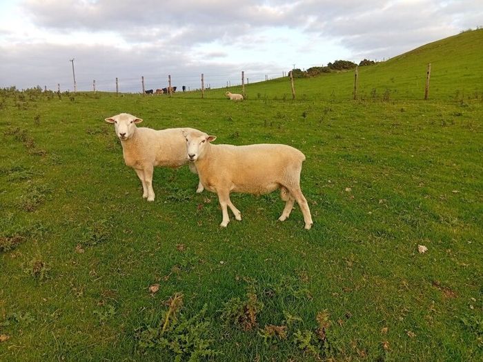 New Zealand Romney Rams