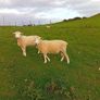 New Zealand Romney Rams Image 6