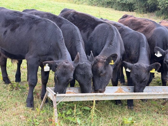 20 Aberdeen Angus Bull Weanlings