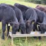 20 Aberdeen Angus Bull Weanlings Image 6
