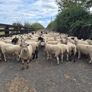 Ewe Hoggets for sale Image 5