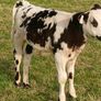Beef Cattlr Image 5