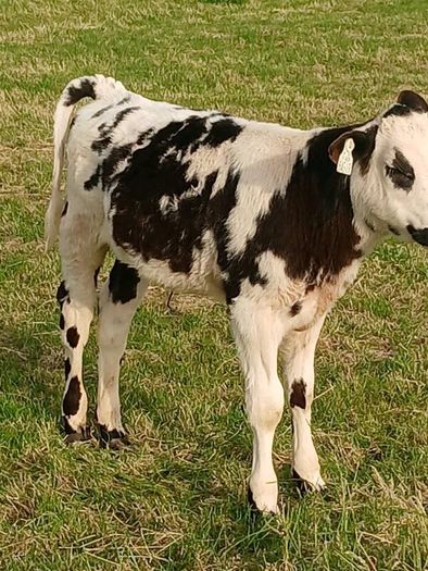 Beef Cattlr