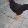 Rhode island red rooster and hen Image 5