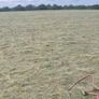 Square bales of hay Image 6