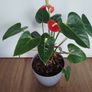 Anthurium plant Image 4