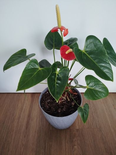 Anthurium plant
