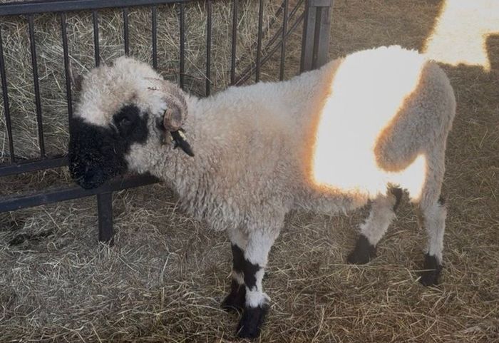 Pedigree Blacknose ewe due to lamb end August 2026