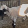 Pedigree Blacknose ewe due to lamb end August 2026 Image 2