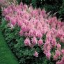 plant Image 3