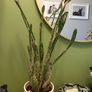 cacti Image 4