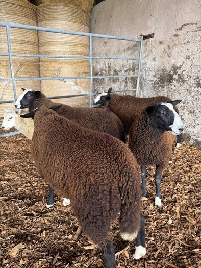 Organic Zwartble Ram Lambs
