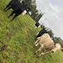 11 Super Heifer Calves Image 8
