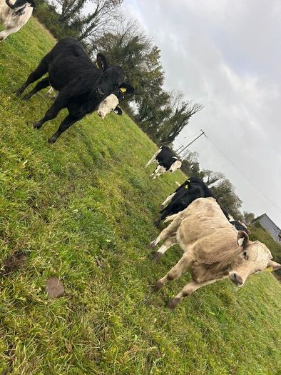 11 Super Heifer Calves