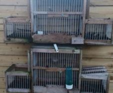 bird avairy trap cage