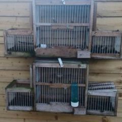 bird avairy trap cage