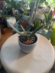 Plant