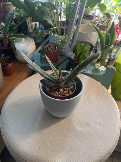 Plant