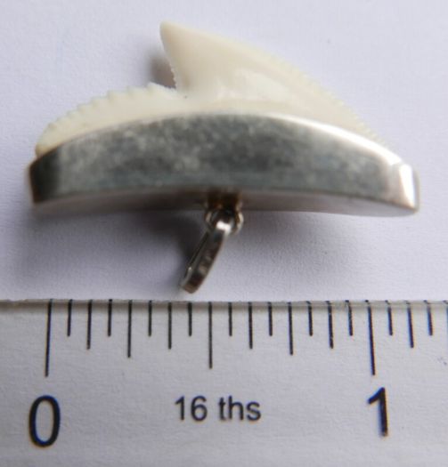 Vintage Sterling Silver Mounted Sharks Tooth Pendant
