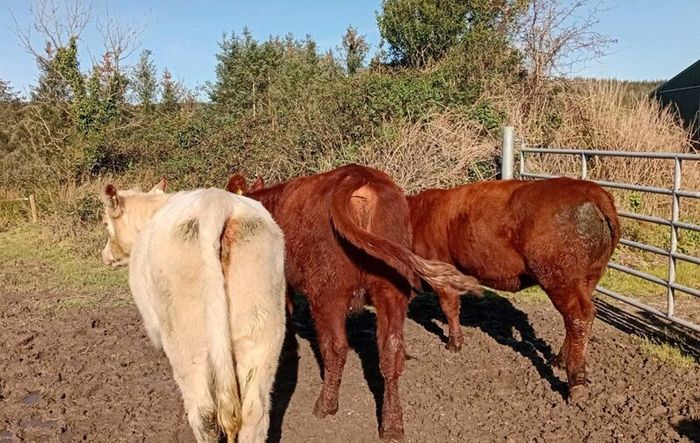 Shorthorn heifers