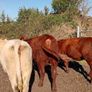 Shorthorn heifers Image 8
