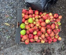 Apples free