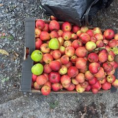Apples free
