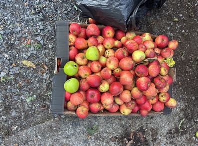 Apples free