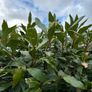 Large 2.5 meter Bay tree in a half barrel Image 5