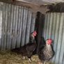 9 lovely hens for sale Image 7