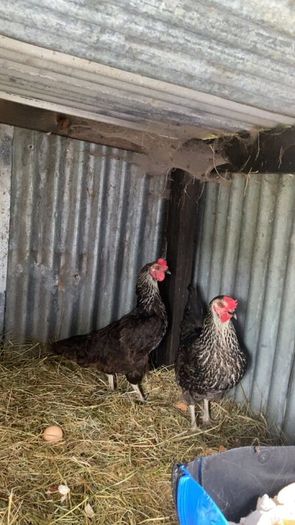 9 lovely hens for sale