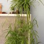 spider plant Image 2