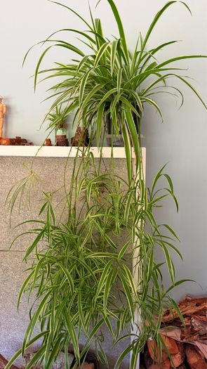 spider plant
