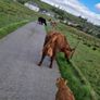 Stabiliser Heifers Image 4