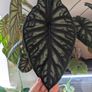 alicasia dragon scale young plant Image 3