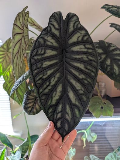 alicasia dragon scale young plant