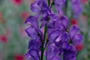 (M) Monkshood seeds 0.04g (430512)