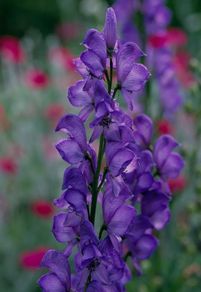 (M) Monkshood seeds 0.04g (430512)
