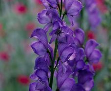 (M) Monkshood seeds 0.04g (430512)