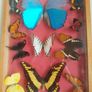 Antique Butterfly Shadowbox Image 2