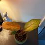 Plant Image 2