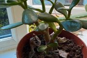 indoor plant