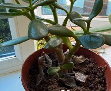 indoor plant