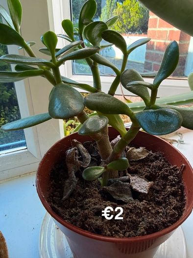 indoor plant