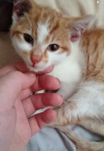 adoption