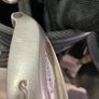 golf bag and clubs Image 6