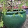Fir tree Image 10