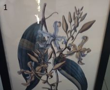 Various botanical Pictures