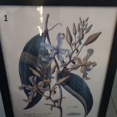 Various botanical Pictures